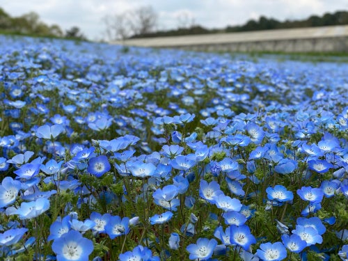 【津島・弥富発】いちご狩り食べ放題&苺大福作り体験&絶景ネモフィラ畑&釜めしランチ付きミステリーツアー1